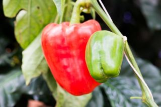 Capsicum - Ożarowska - 10 gram -  Capsicum annuum - zaden