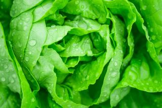 Butterhead salat "Justine" - tidlig variasjon, lett å så - 