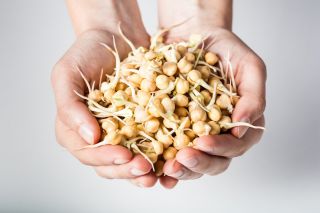 BIO csírázó magok - csicseripea - tanúsított bio vetőmagok; csicseriborsó - 