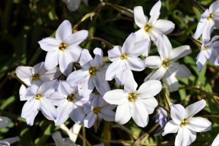Ipheion - Starflower - "Alberto Castillo" - Paket Besar! - 100 pcs; Starflower musim semi - 