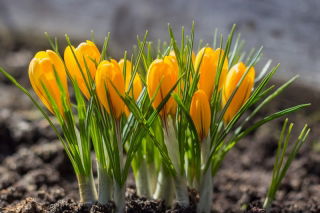 الزعفران الذهبي الأصفر - 10 البصلة - Crocus Golden Yellow