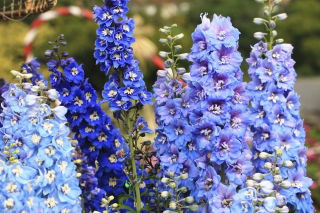 Évelő szarkaláb - színkeverék - Delphinium x cultorum - Magas tüskék, élénk évelők - Friss vetőmagok