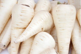 Parsley "Eagle - Halblange" - TREATED SEEDS