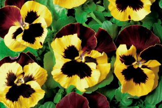 Viola wittrockiana - Red Wings, Roter Flugel - giallo - marrone - 400 semi - Viola x wittrockiana