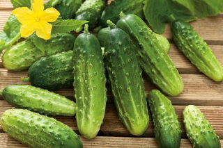 Cucumber "Borus F1" - field, pickling variety - 148 seeds