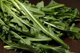 Cicoare "Spadona"; Radicchio - 2880 de semințe - Cichorium intybus ‘Spadona'