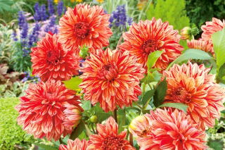 Dahlia - Pippi