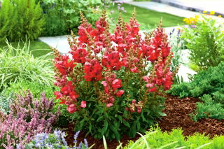 Snapdragon "Aramis" yang tumbuh rendah - merah - Antirrhinum majus - biji