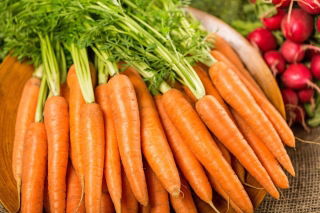 Morcov "Arleta" - soi extrem de productiv ideal pentru sucuri - 4250 de semințe - Daucus carota ssp. sativus 