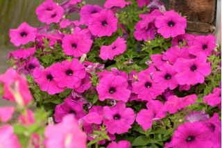 Petunia "Cascade" - pink - 160 seeds