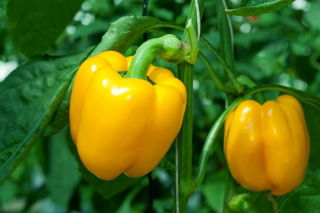 Pepper "Kasia" - žltá odroda na pestovanie v nevykurovaných tuneloch a na poli - Capsicum L. - semená