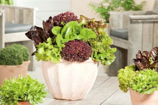Hjem hage - Salat - bland - 900 frø - Lectuca sativa