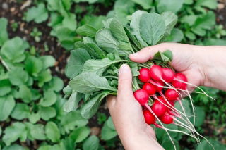 Hónapos retek - Cherry Belle - 100 g - Nagyon korai, intenzíven piros gyökerek - Friss vetőmagok
