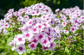 Флокс Граф Цепелин - луковица / грудка / корен - Phlox