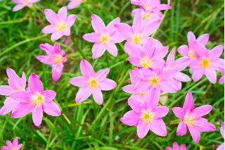 Zephyranthes Rosea, Cuban zephyrlily, Rosy Rain Lily - 10 bulbs