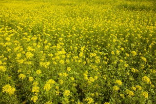 화이트 머스타드 "Bardena"-0.5kg - 