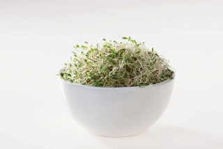 Semillas de germinación BIO - Onagra - semillas orgánicas certificadas; tazas de sol, gotas de sol - 