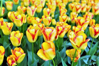 Tulp 'Cape Town' - grootverpakking - 50 st - 