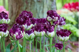 Tulip Wow - 5 Stk