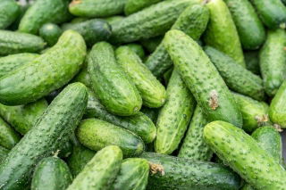Cetriolo "Edyp F1" - NANO-GRO - aumenta il volume del raccolto del 30% - 