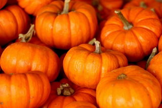 Zucca Ornamentale - Sweetie Pie - Mini zucche di Halloween - Semi Freschi
