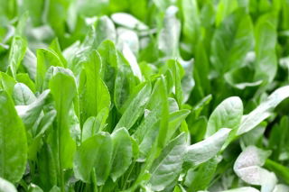 Acetosa &#39;Lyon&#39; - 500 grammi; spinaci dock, dock a foglia stretta, acetosella - 