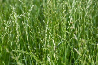 Ryegrass perenne 4N &#39;Calibra&#39; para pastos - 5 kg; Ryegrass inglés, raigrás de invierno, ray grass - 