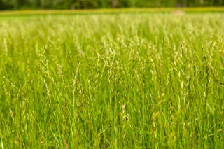 Ryegrass perenne 4N &#39;Calibra&#39; para pastos - 5 kg; Ryegrass inglés, raigrás de invierno, ray grass - 