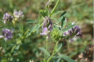 Lucerna 'Eugenia' - 1 kg - 