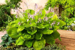 Sum and Substance hosta, plantain lily - large package! - 10 pcs