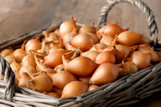 Herkules žlutá jarní cibule, superproduktivní odrůda - 0,5 kg