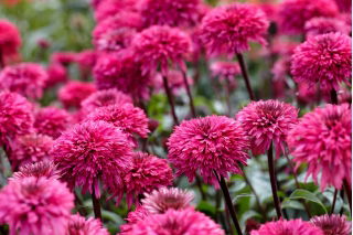 Blackberry Truffle double-flowered eastern purple coneflower - 1 pc; hedgehog coneflower, Echinacea