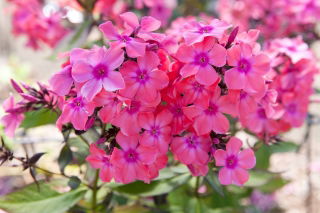Phlox Windsor - groot pakket! - 10 stuks - 
