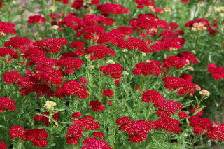 Milenrama común - Rood - rojo - Pack XL - 50 uds.