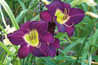 Bela Lugosi daylily - large package! - 10 pcs