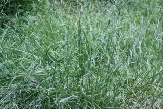 Ballica perenne "Fancy" - 5 kg - 