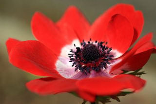Anemone Hollandia - XXXL pack 400 uds