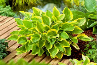 Hosta, Plantain Lily Golden Tiara - XL pack - 50 pcs