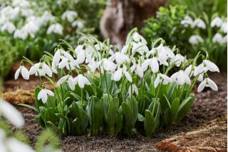Large-Flowered Snowdrop - Mount Everest - GIGA Pack! - 150 pcs