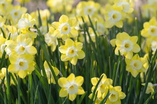 Daffodil - Pipit - GIGA Pack! - 250 pcs