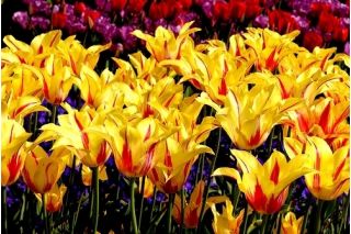 Tulipa Mona Lisa  - 郁金香蒙娜丽莎 -  5个洋葱