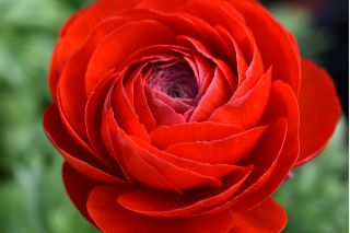 Жовтець, Жовтець Червоний - 10 цибулин - Ranunculus