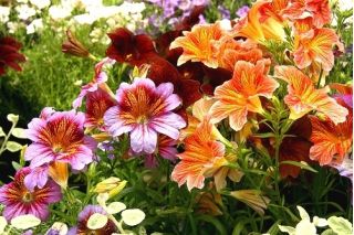 Painted Tongue - Mixed - Salpiglossis sinuata - Dazzling Summer Blooms, July to September - Fresh Seeds