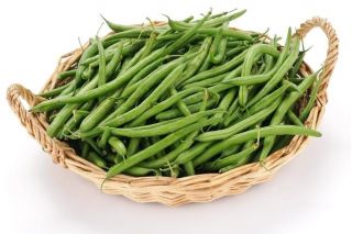 Buschbohne ‘Gracja’ Samen - Phaseolus vulgaris L. - 300 Samen -  