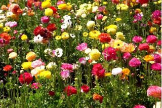 Ranunculus - MIX - paquete de 10 piezas