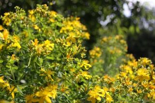بذور نبتة القديس يوحنا - الحنطة المتعددة النباتات - 400 بذور - Hypericum polyphyllum - ابذرة