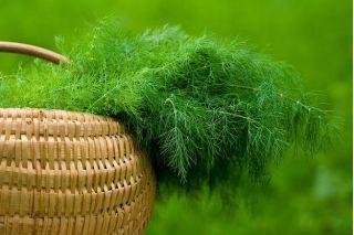 Tilli – Emerald - 2800 siemenet - Anethum graveolens L.