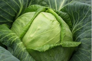 初期のキャベツ種子 - アブラナ属oler。 convar capitata var。アルバ -  480種子 - Brassica oleracea convar. capitata var. alba - シーズ