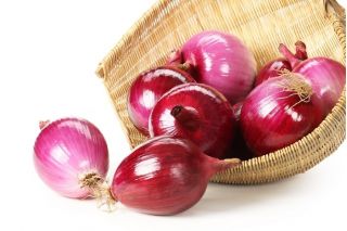 Cipolla - Red Baron - 450 semi - Allium cepa L.