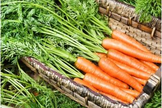 Carrot 'Comet - Kometa F1' seeds - Daucus carota